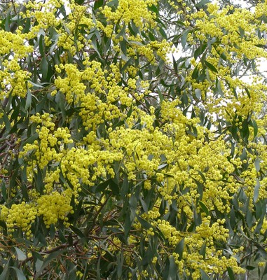 Acacia fulva flowering on Australia Day 2022
